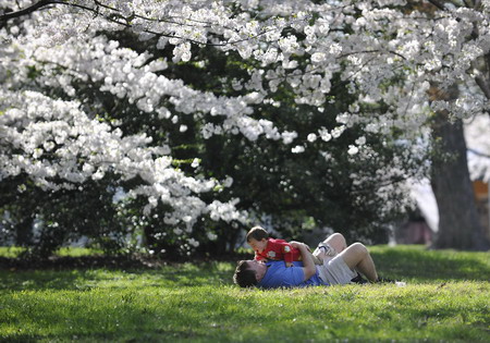 Cherry blossoms blooming in Washington