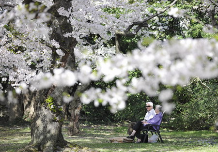 Cherry blossoms blooming in Washington