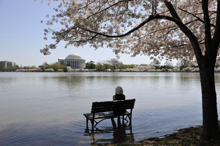 Cherry blossoms blooming in Washington