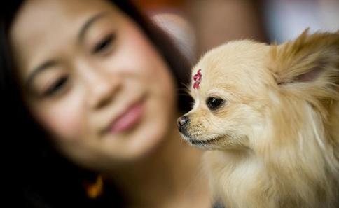 Cute dogs beauty contest in Hong Kong