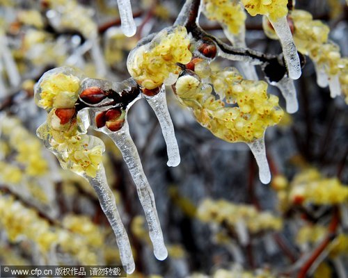 Ice-coated buds in Mount Lu