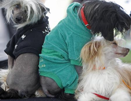 Dog show in Hungary