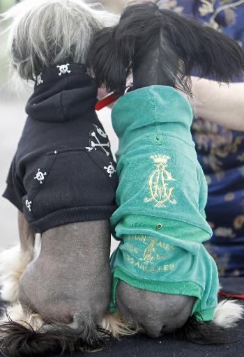 Dog show in Hungary