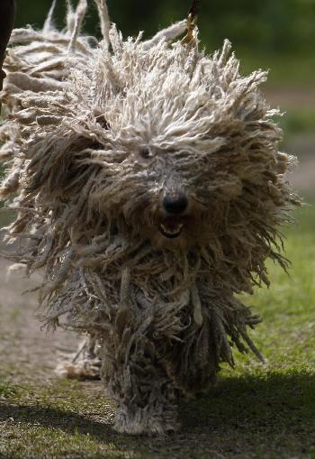 Dog show in Hungary