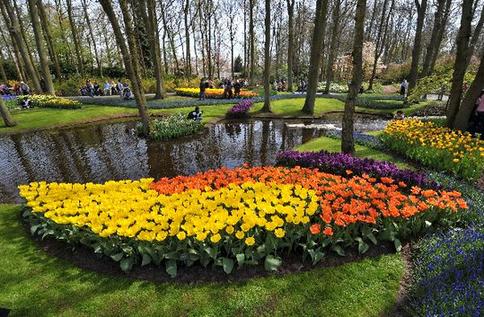 Tulip blossoms in Netherlands