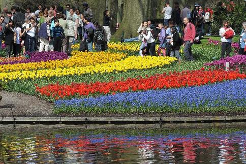 Tulip blossoms in Netherlands