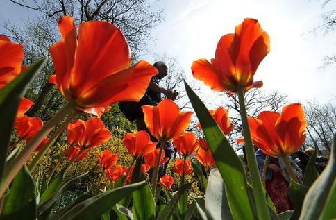 Tulip blossoms in Netherlands