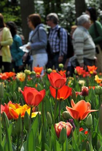 Tulip blossoms in Netherlands