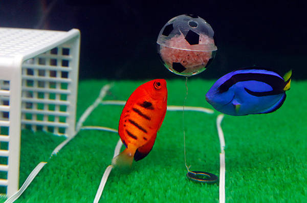 Fish at Japan aquarium play soccer before World Cup