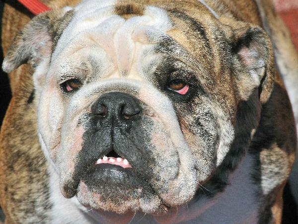 International Dog Festival in Tallin