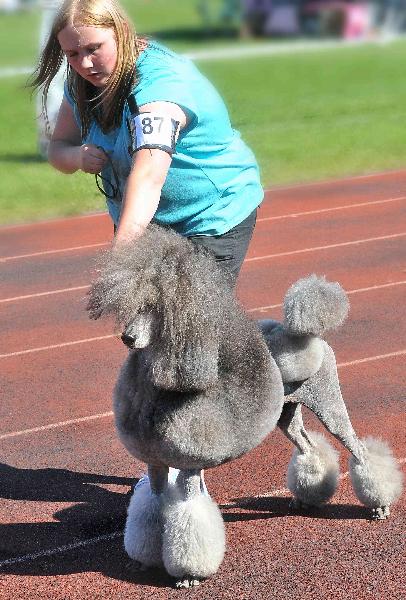 International Dog Festival in Tallin