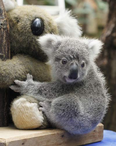 215-day-old koala baby at German zoo