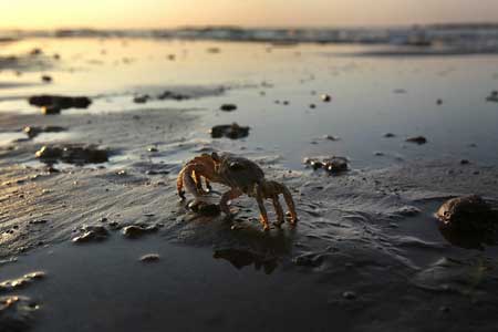 墨西哥灣漏油致海洋生物大逃亡