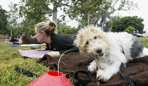 Owners work out with pets in fitness class