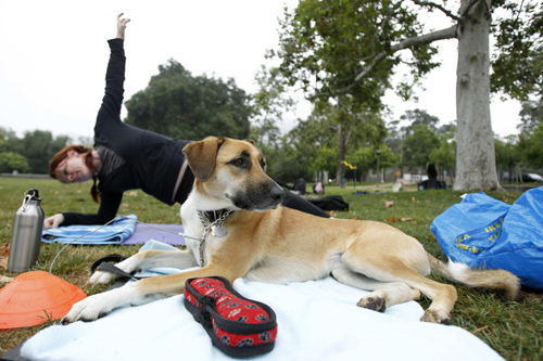 Owners work out with pets in fitness class