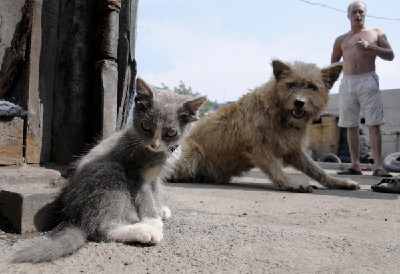 Little kitten with four ears