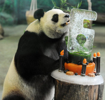 Panda pair celebrates birthday party in Taipei zoo