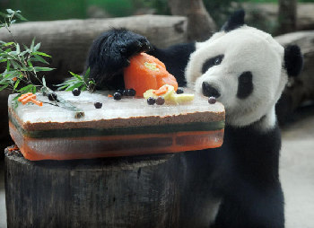 Panda pair celebrates birthday party in Taipei zoo