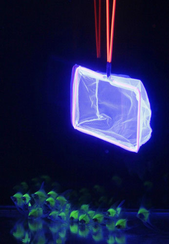 World's first fluorescent fish created in Taiwan