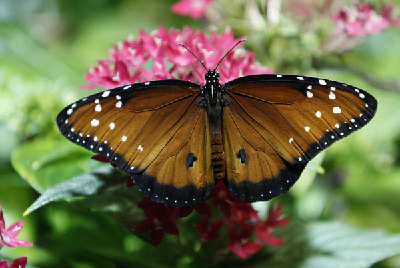 Butterflies show off at American museum