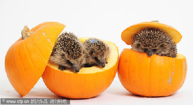 Prickly Halloween treat for hedgehogs