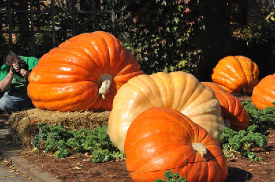 Giant pumpkins welcome upcoming Halloween