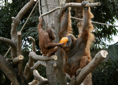 Orangutans enjoy 'Halloween-breakfast' in Hamburg