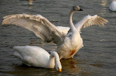 Swan paradise in N China's wetland