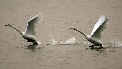 Swan paradise in N China's wetland