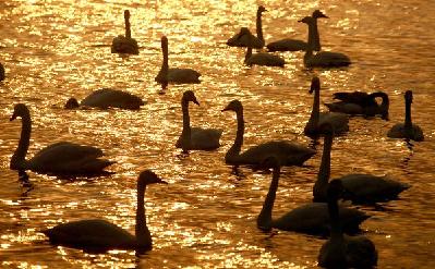 Swan paradise in N China's wetland