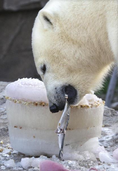 Polar bear celebrates birthday