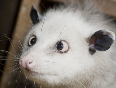 Cross-eyed opossum a hit<BR>斗雞眼負鼠成網(wǎng)絡新寵