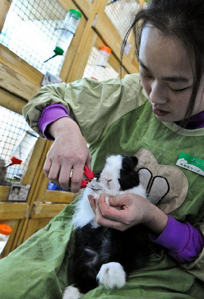 Rabbit mania hops across China