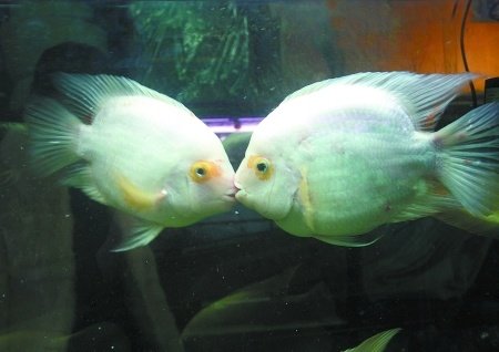 Two fish deep in love <BR>熱戀親吻魚(yú)拆散后絕食