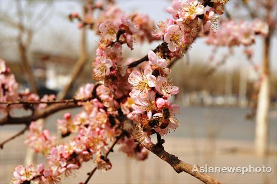 Flowers blossom in spring