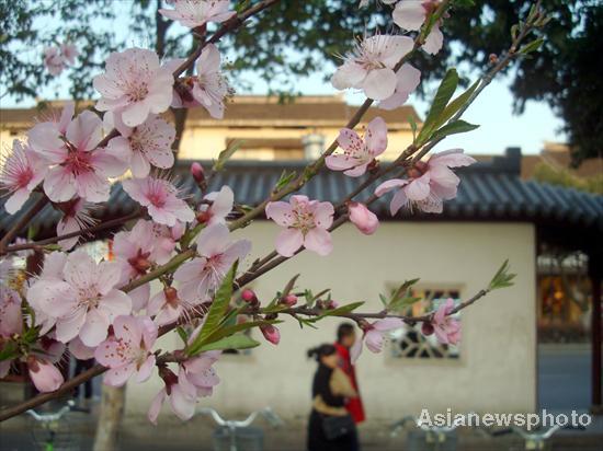 Flowers blossom in spring