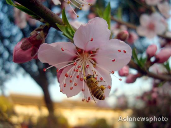 Flowers blossom in spring