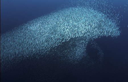 Dolphin shaped sardine shoal <BR>沙丁魚群'偽裝'海豚求生