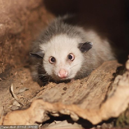 Heidi the cross-eyed opossum gets new digs