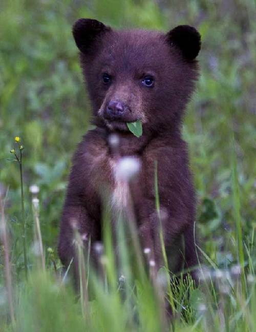 Hungry bears provide a close look