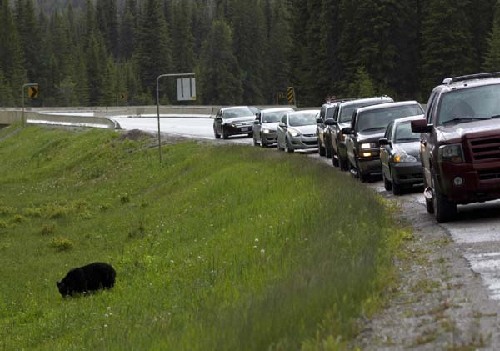 Hungry bears provide a close look