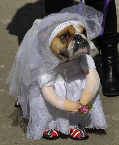 Halloween Dog Parade