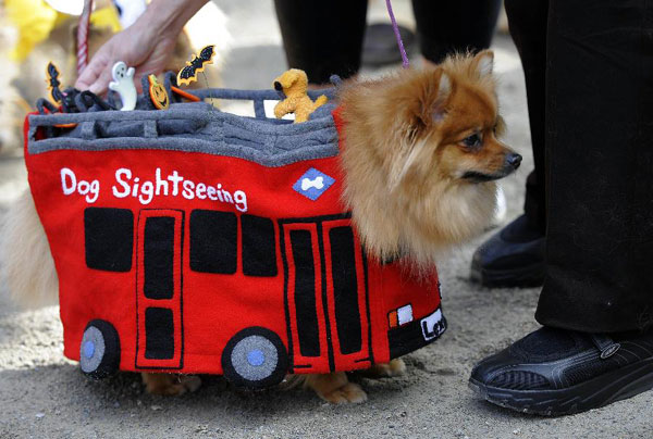 Halloween Dog Parade