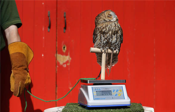 London Zoo conducts annual weigh-in for animals