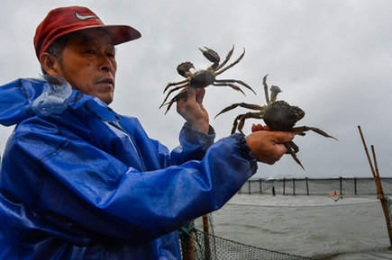 陽澄湖“大閘蟹”開閘