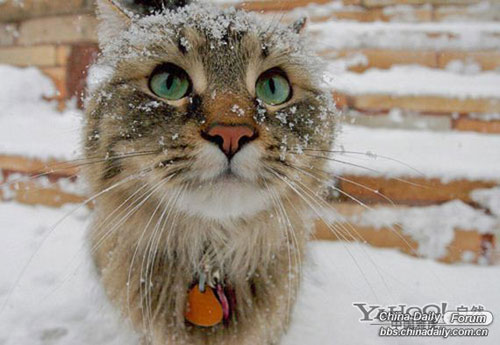 雪中的可愛小動物