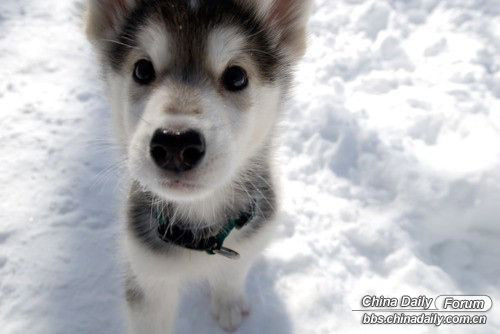 雪中的可愛小動物