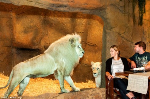 旅館？動物園？這是澳大利亞加馬拉野生動物旅館！